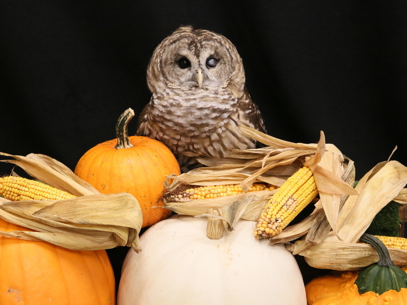 Barn Owl with fall decorations at ZooAmerica